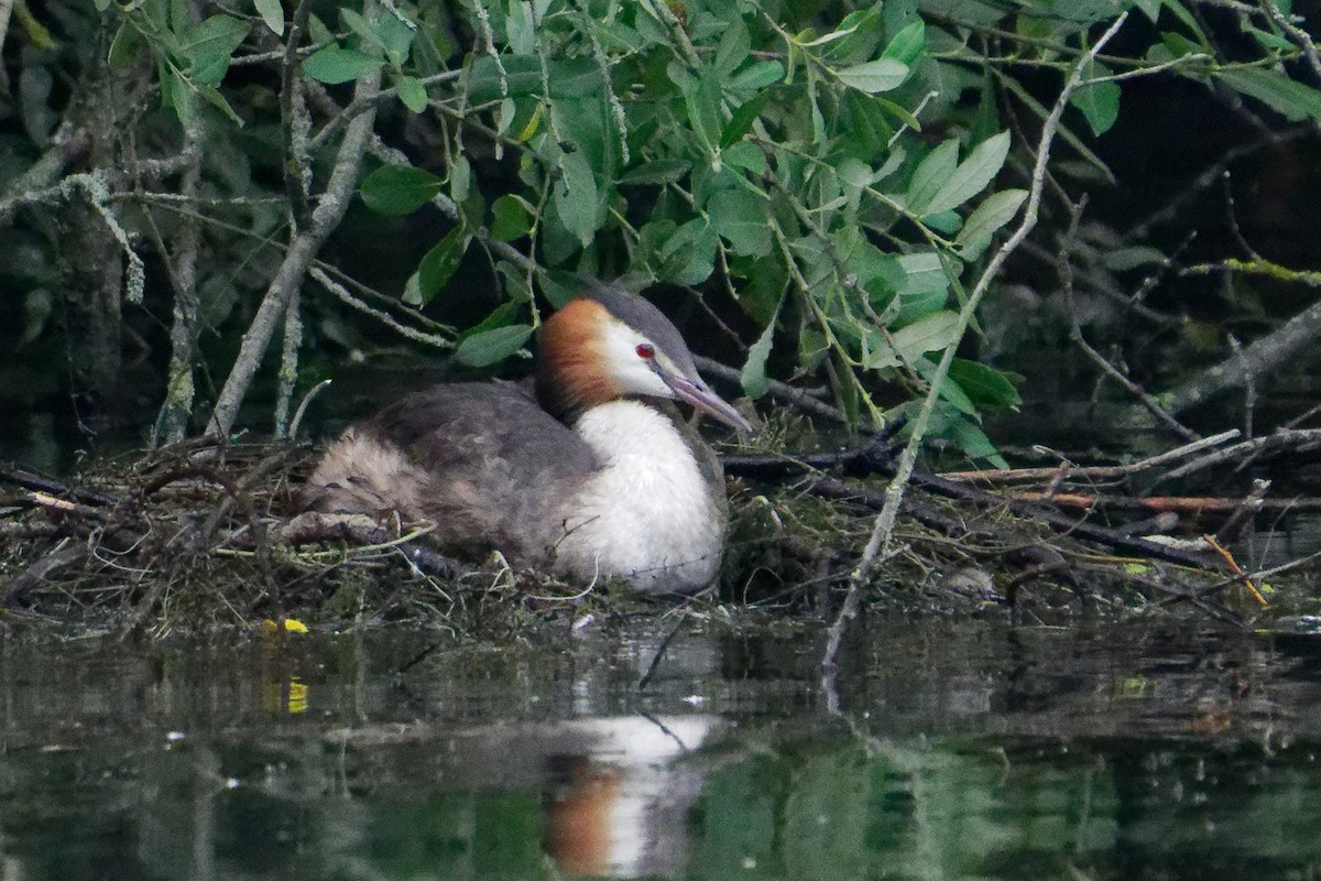 Great Crested Grebe - ML601126121
