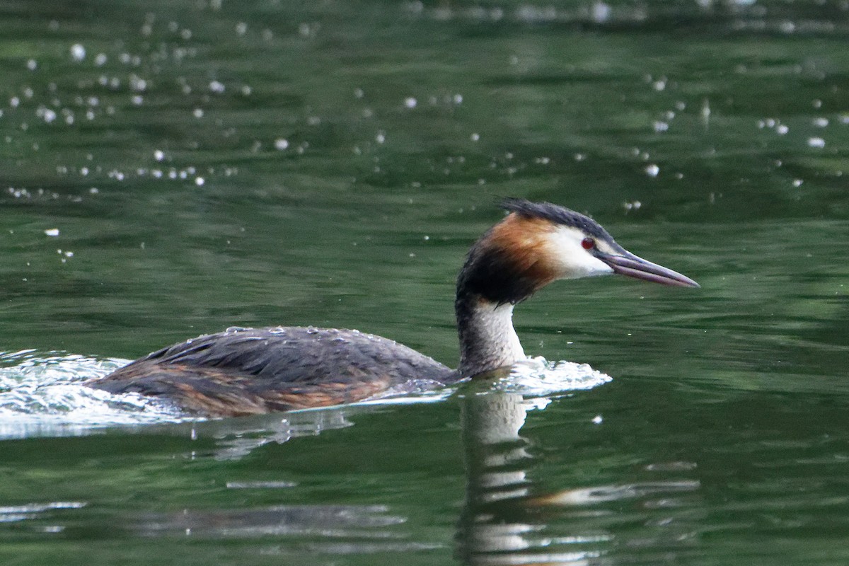 Great Crested Grebe - ML601126161