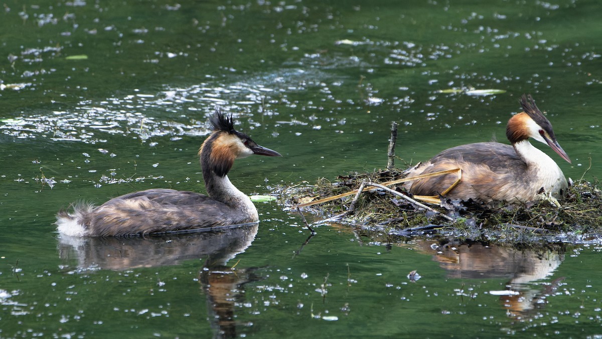 Great Crested Grebe - ML601126211