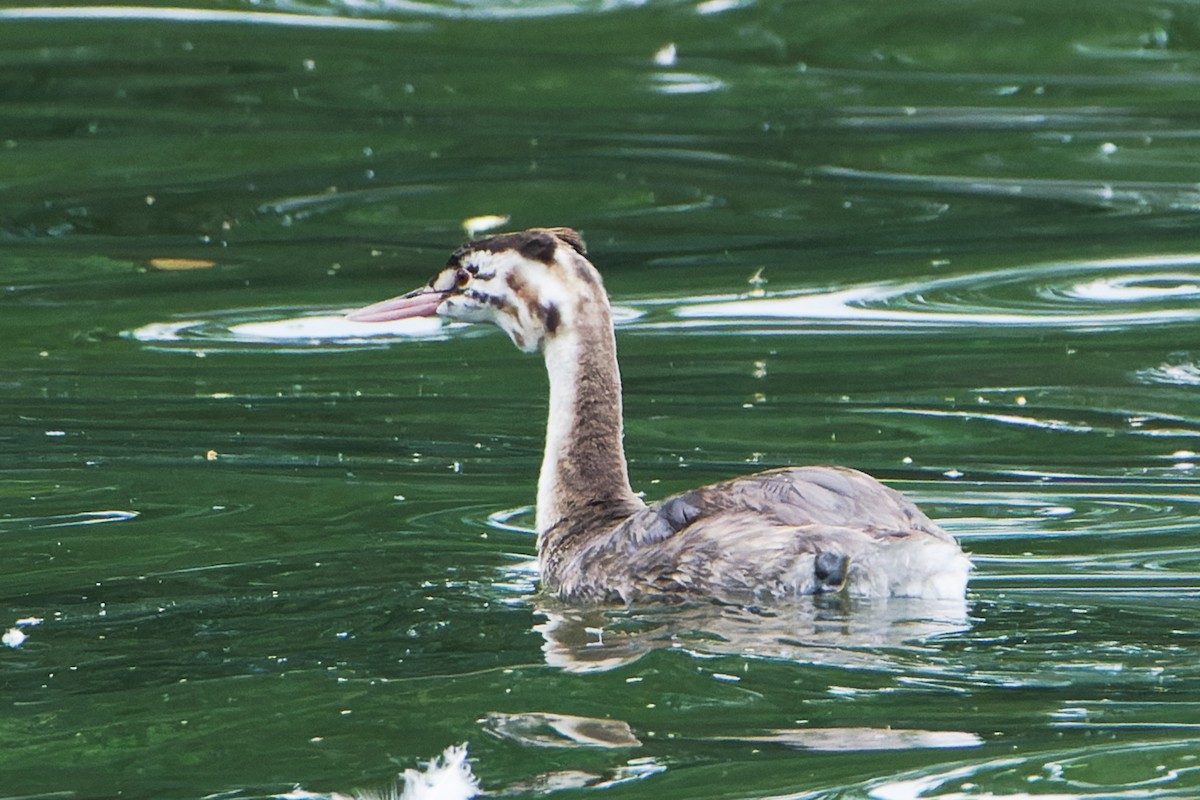 Great Crested Grebe - ML601126261