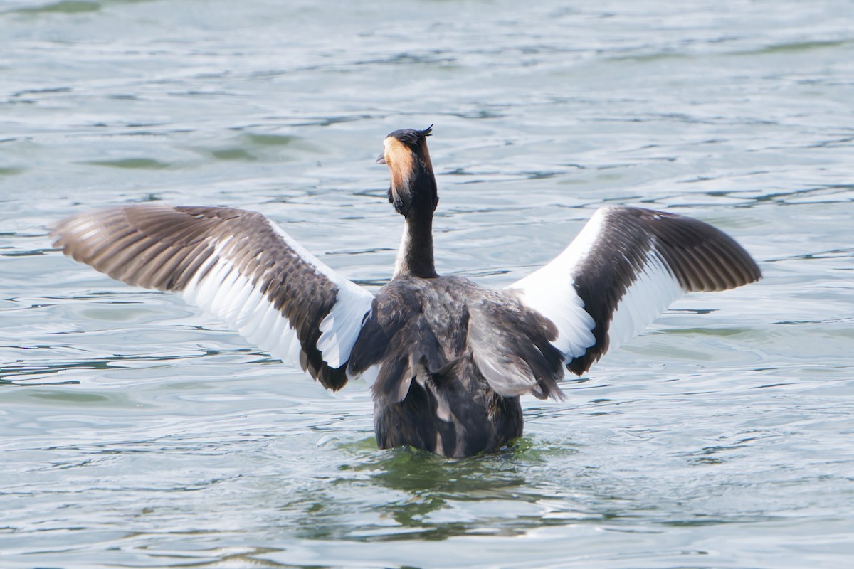 Great Crested Grebe - ML601126301