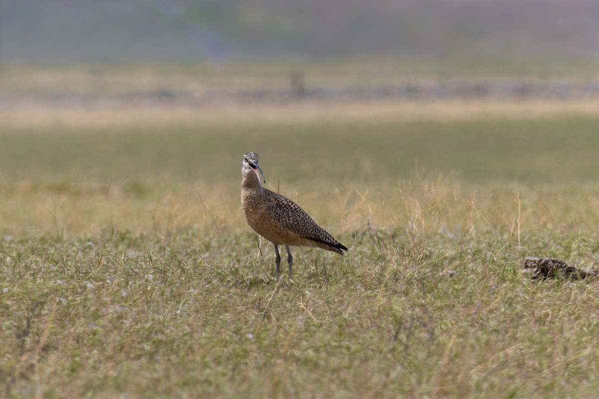 Long-billed Curlew - ML601127931