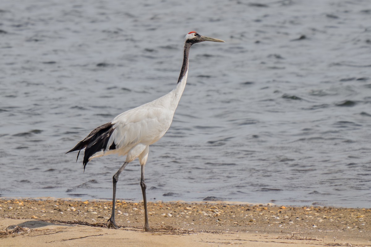 Red-crowned Crane - ML601128021