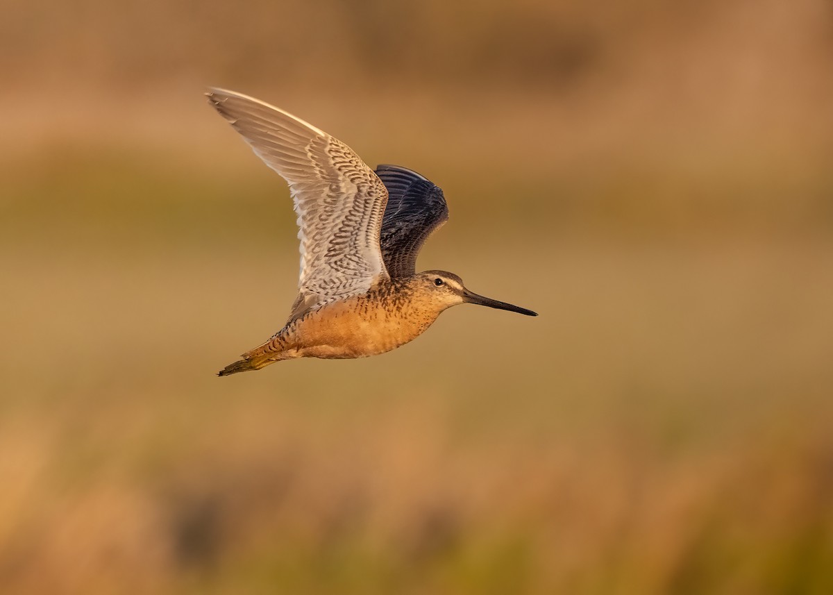 Long-billed Dowitcher - ML601128341