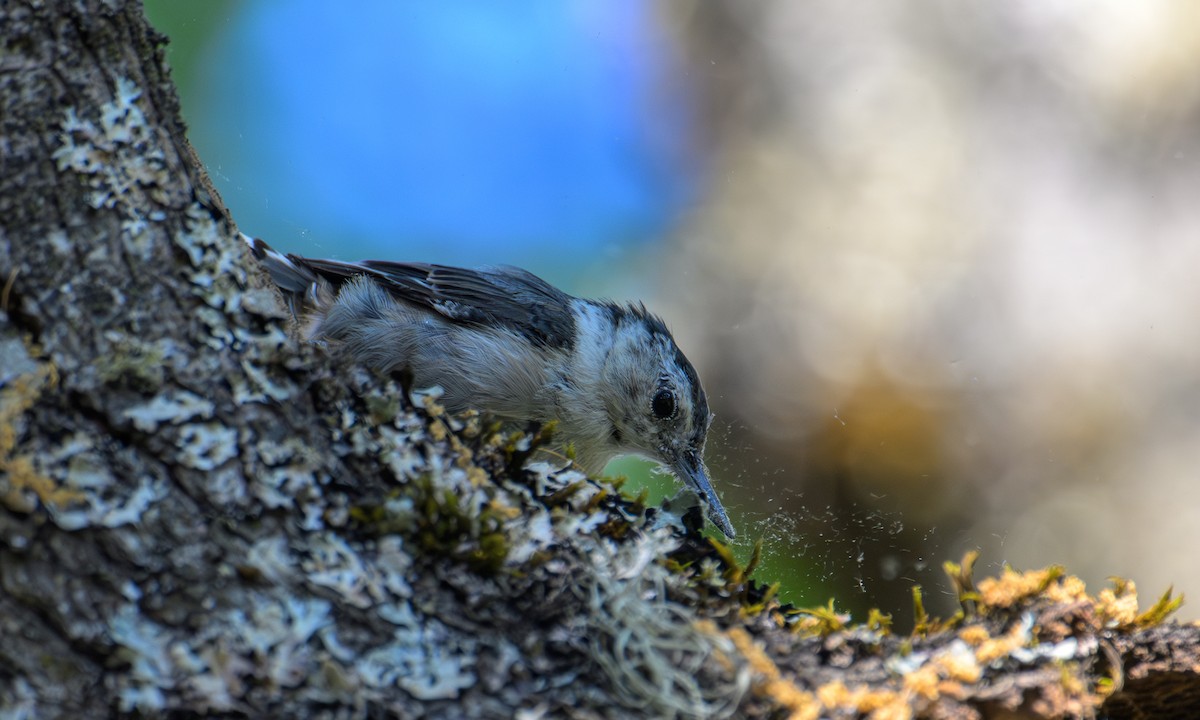 White-breasted Nuthatch - ML601130041