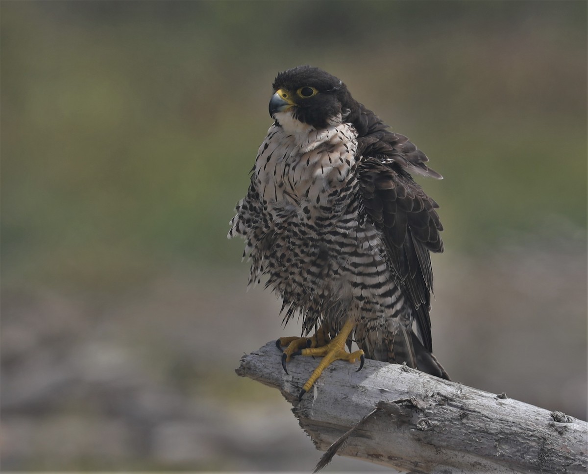 Peregrine Falcon - Pair of Wing-Nuts