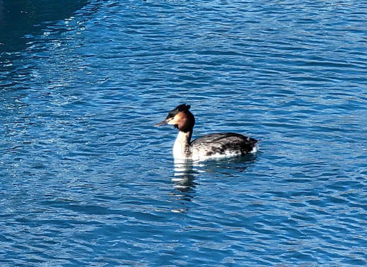 Great Crested Grebe - ML601132951