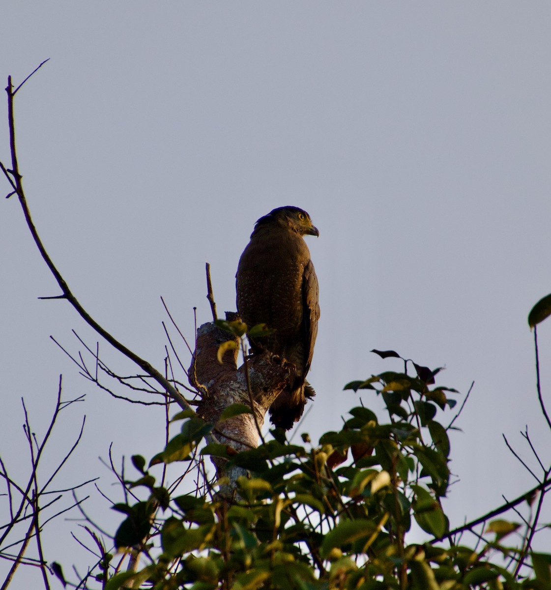 Crested Serpent-Eagle - ML601134841