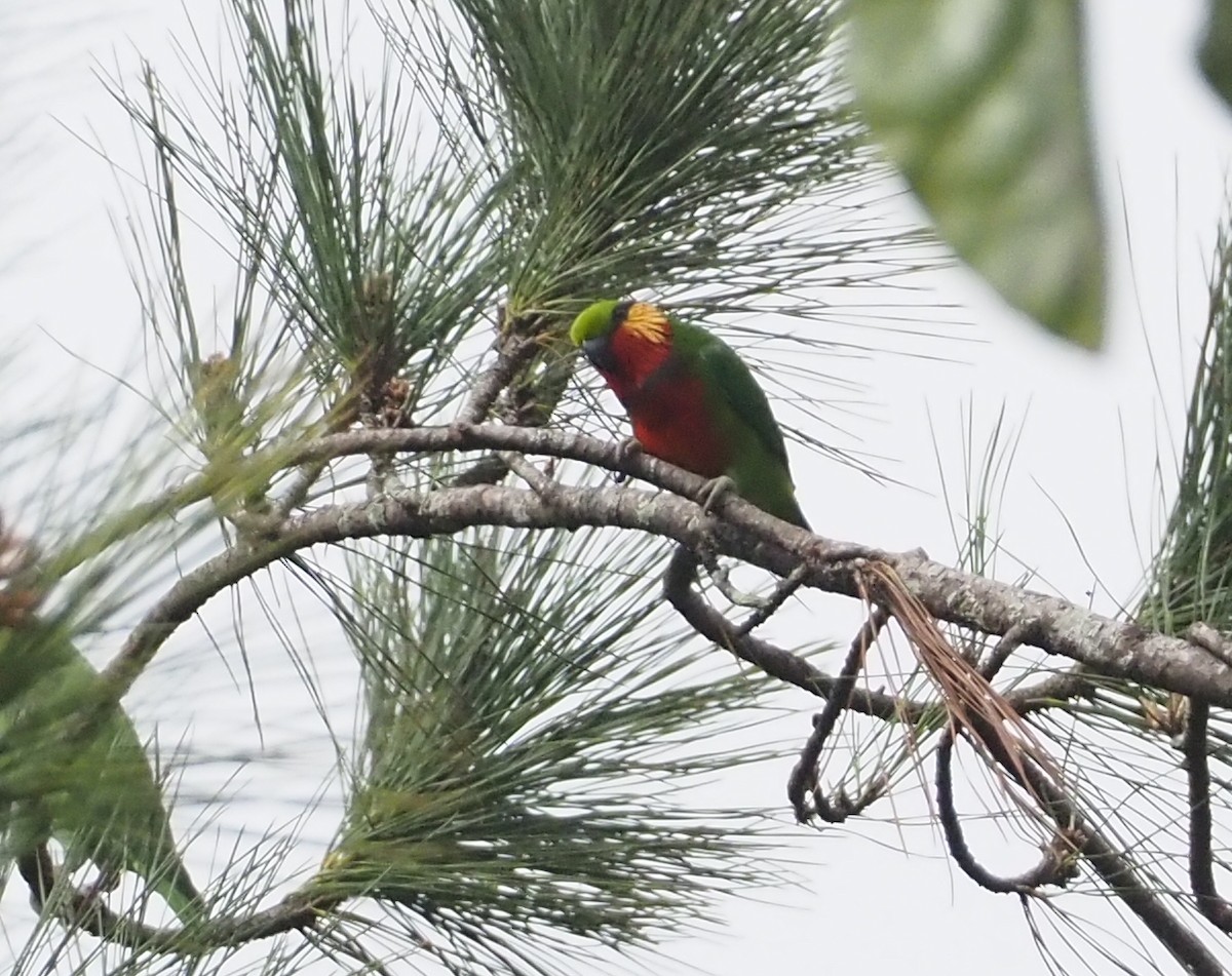 Edwards's Fig-Parrot - ML601138251