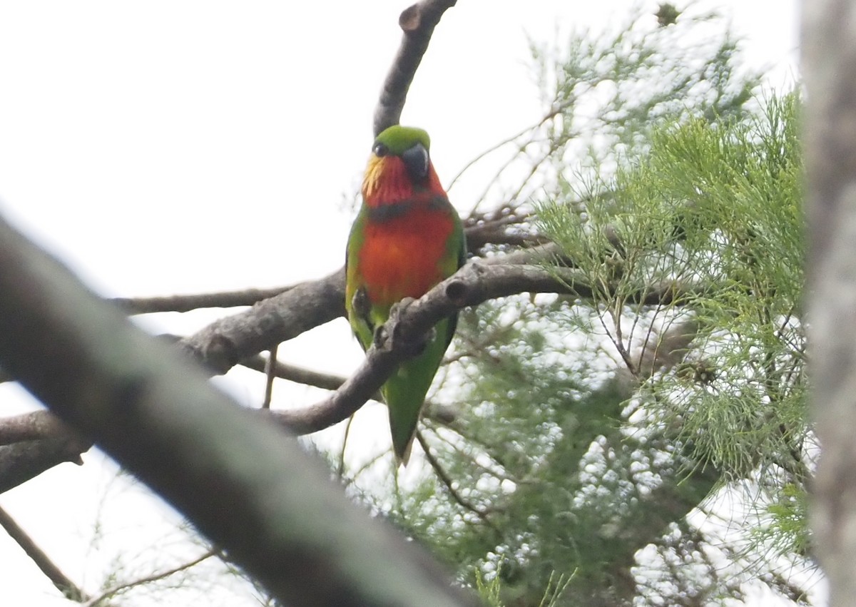 Edwards's Fig-Parrot - ML601138371