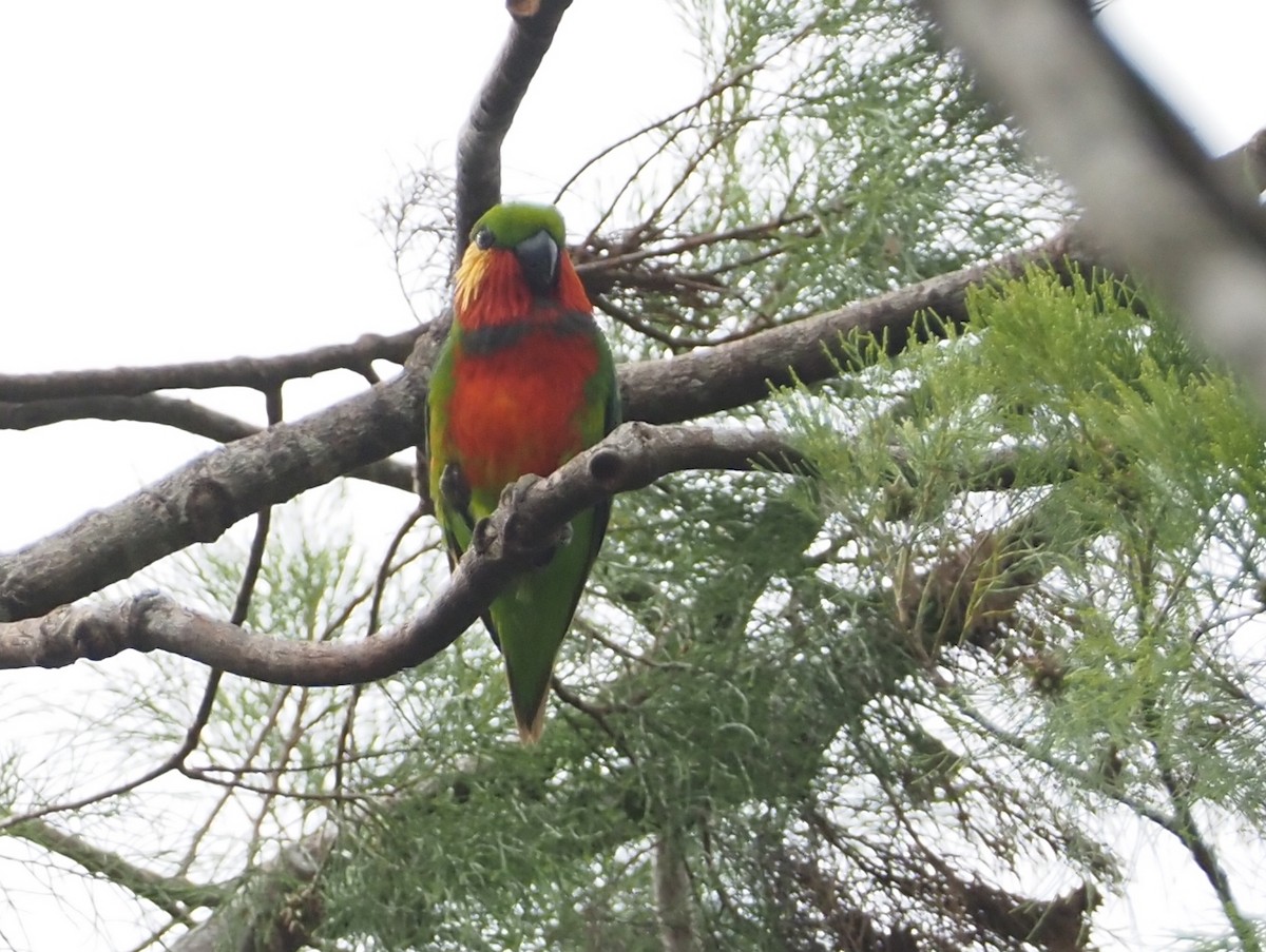 Edwards's Fig-Parrot - ML601138421
