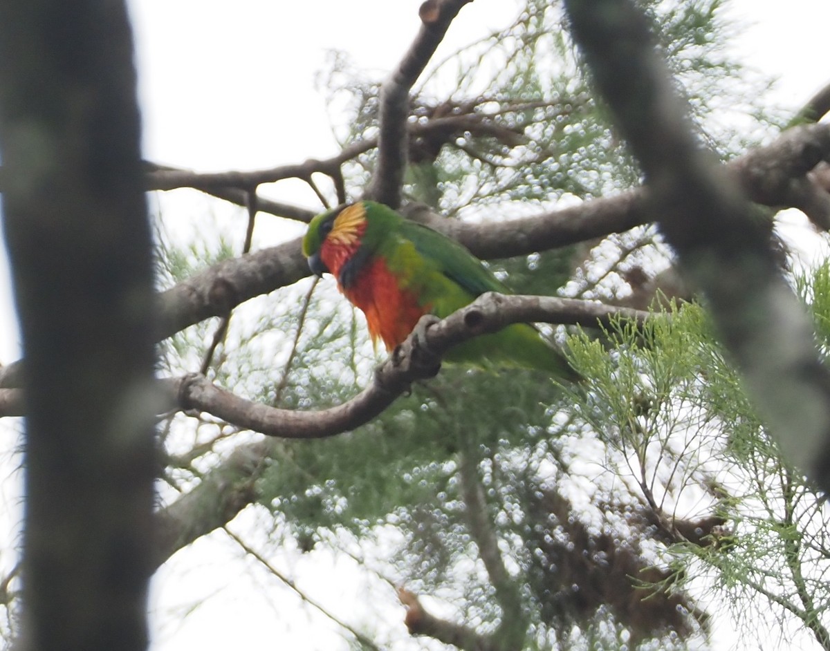 Edwards's Fig-Parrot - ML601138561