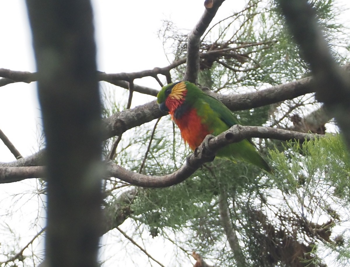 Edwards's Fig-Parrot - ML601138581