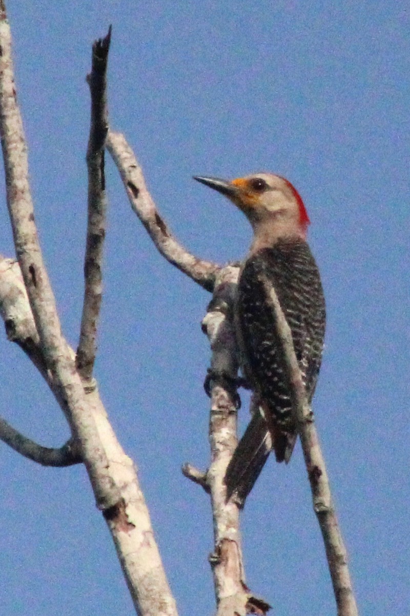 Yucatan Woodpecker - ML601138641