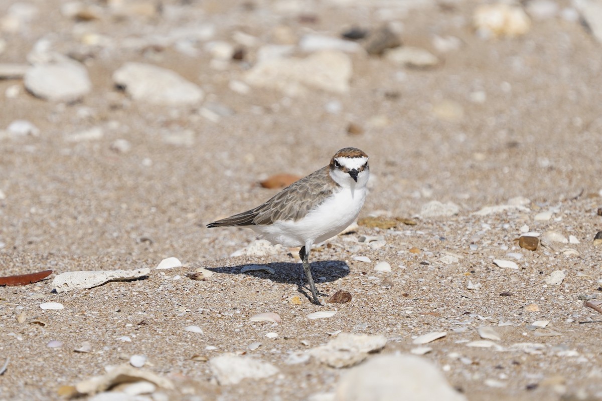Red-capped Plover - ML601139391