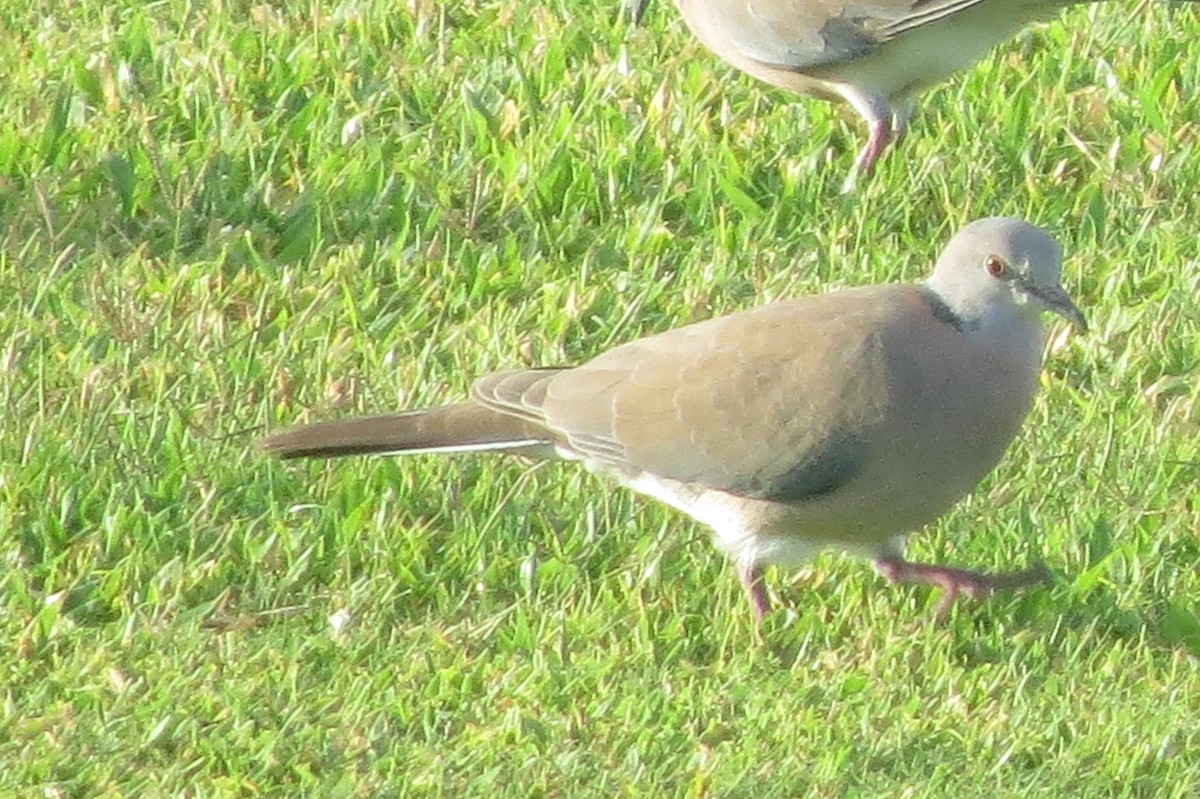 Philippine Collared-Dove - ML601141021