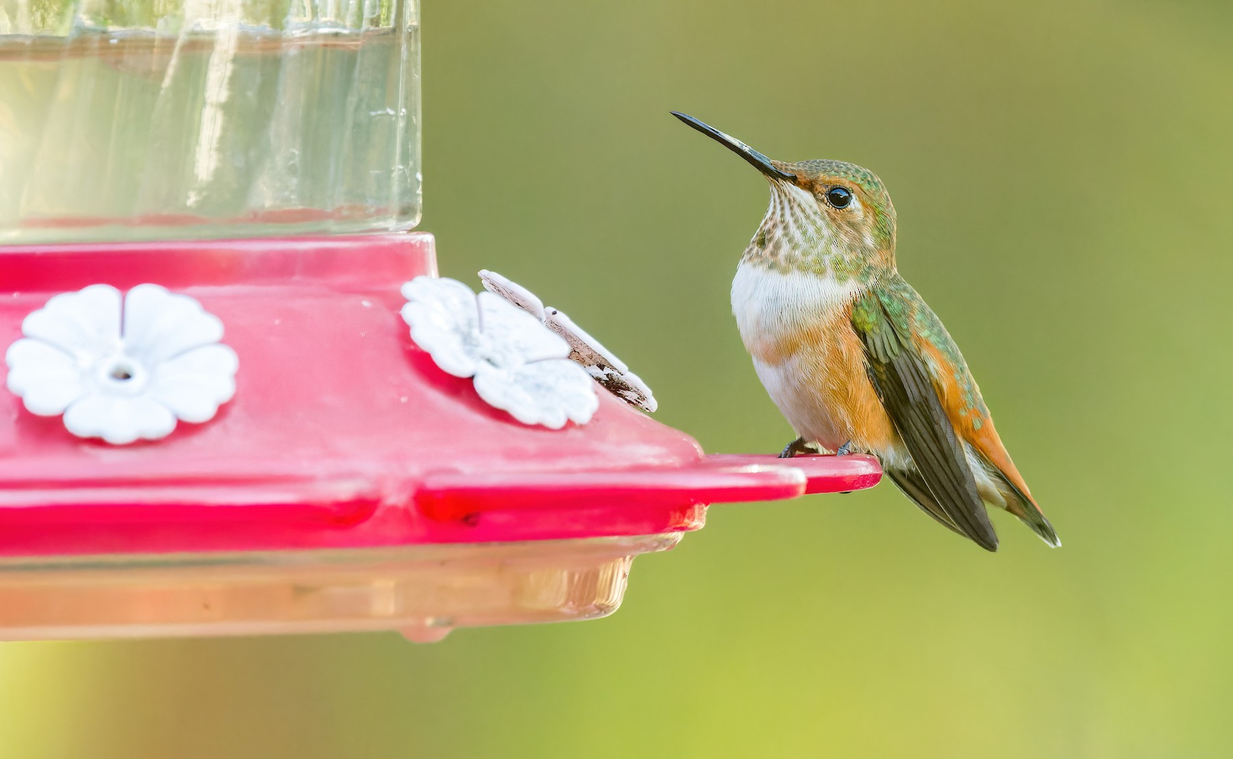 Colibri roux ou C. d'Allen - eBird