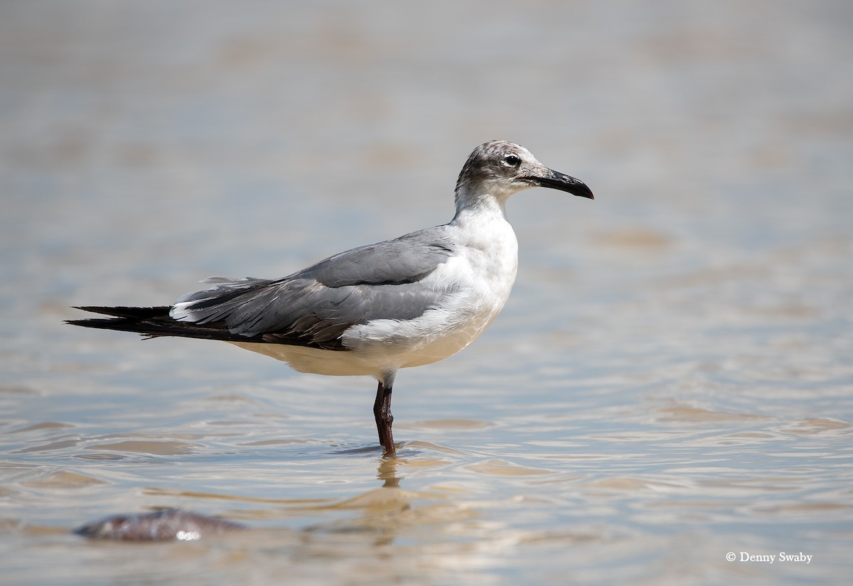 Laughing Gull - Denny Swaby