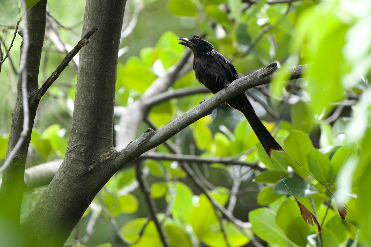 Greater Racket-tailed Drongo - ML601152951