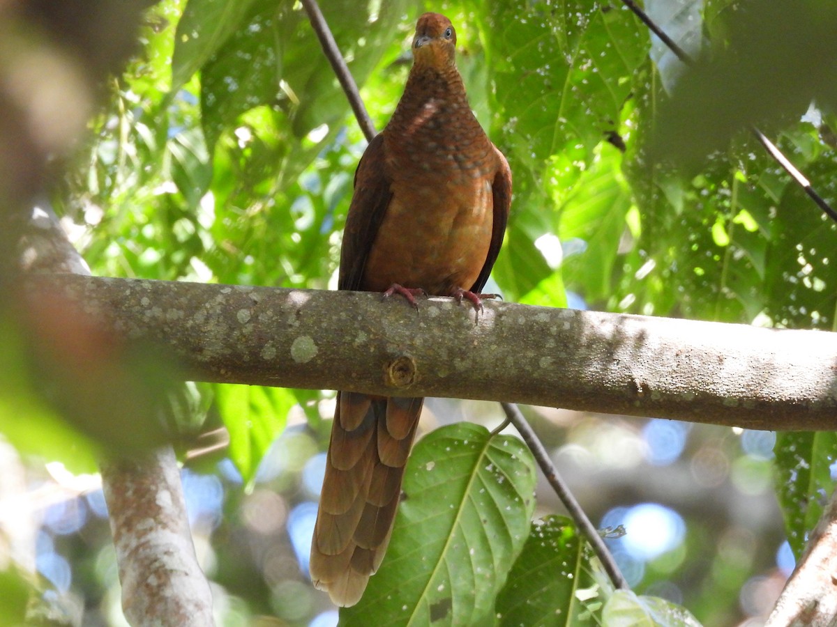 Brown Cuckoo-Dove - ML601154941