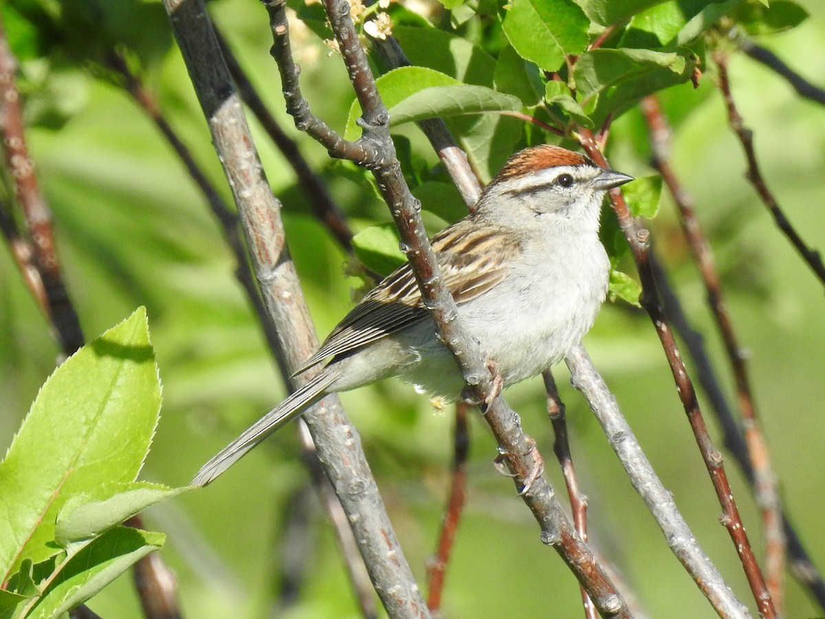 Chipping Sparrow - ML60115501