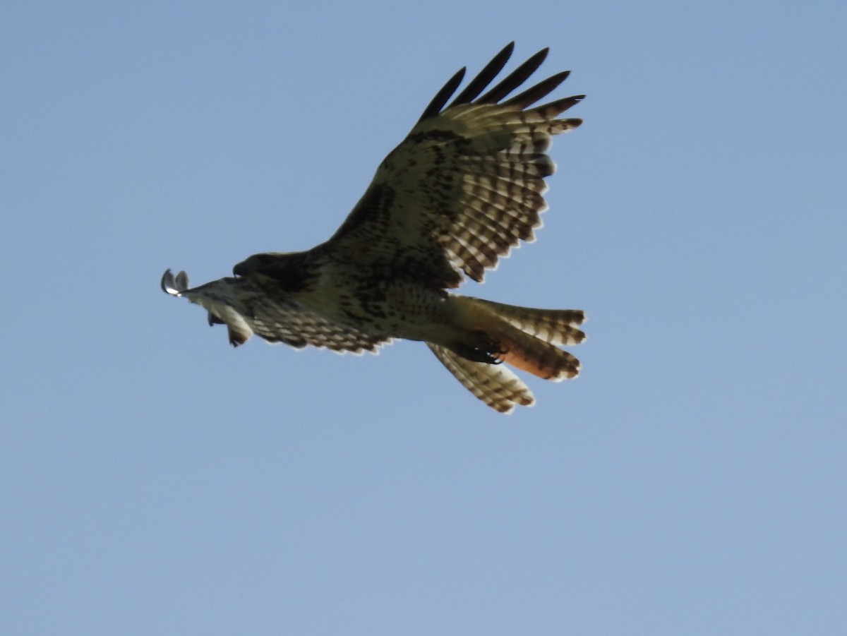 Red-tailed Hawk - ML60115511