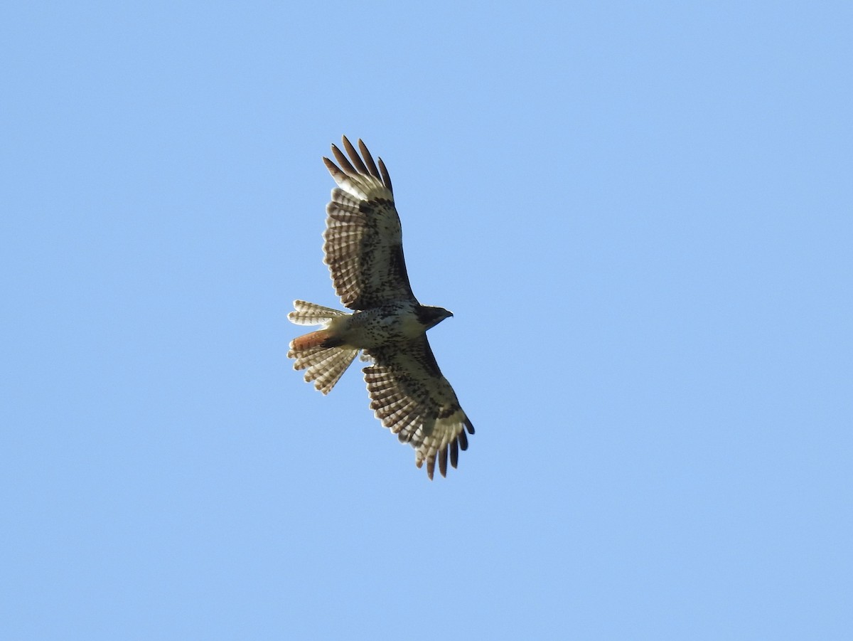Red-tailed Hawk - ML60115521