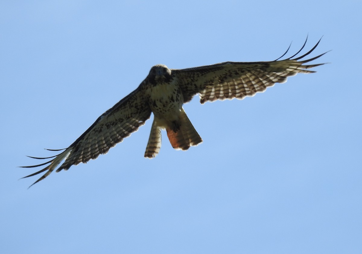 Red-tailed Hawk - ML60115571