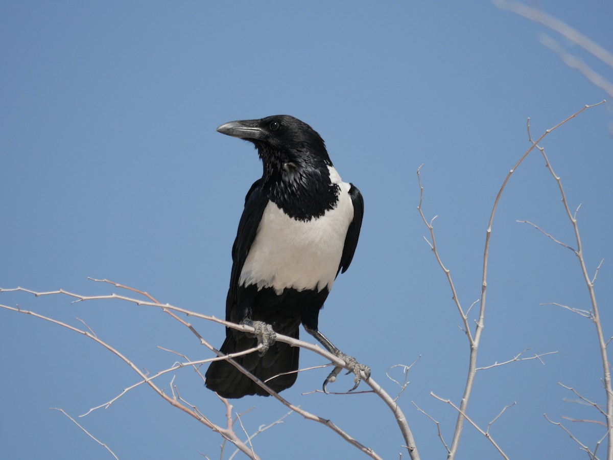Pied Crow - Mike Grant