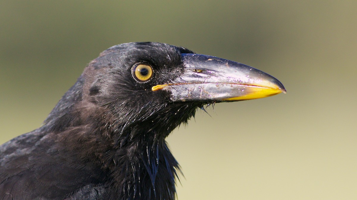 Pied Currawong - ML601156841