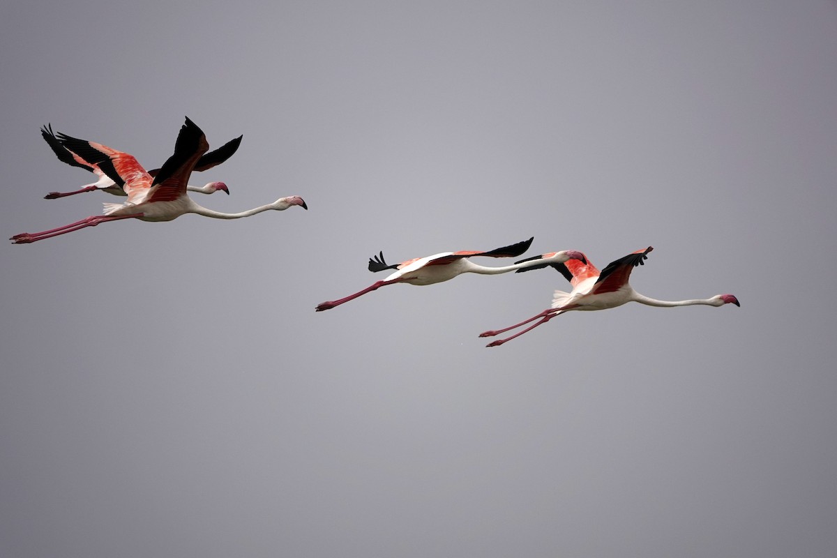 Greater Flamingo - Reginold Thankappa