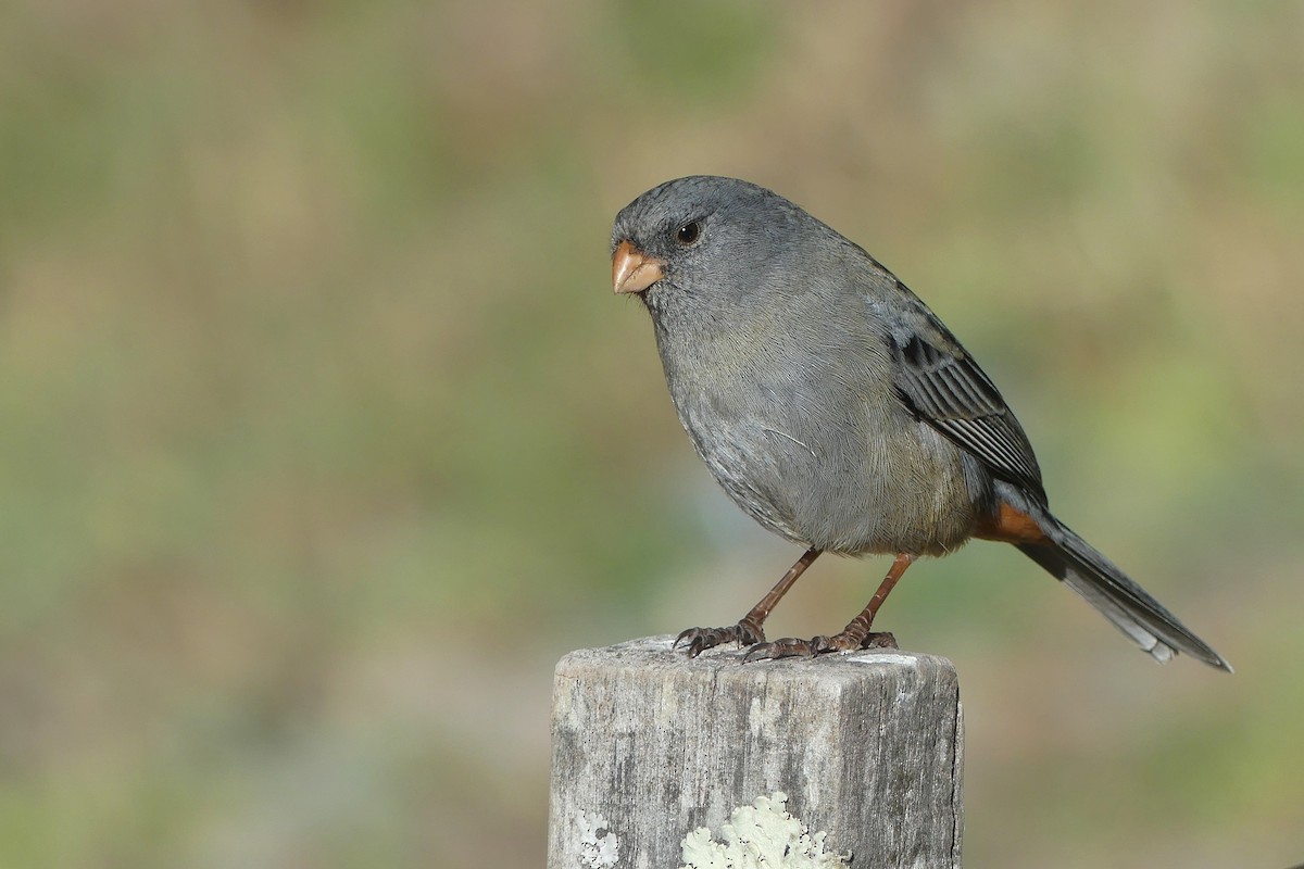 Plain-colored Seedeater - ML601157211