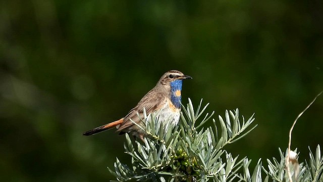 Bluethroat (Red-spotted) - ML601161391