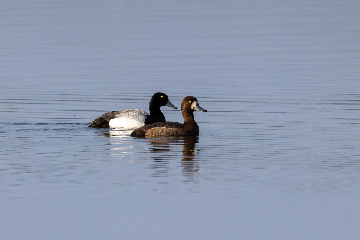 Greater Scaup - ML601162261