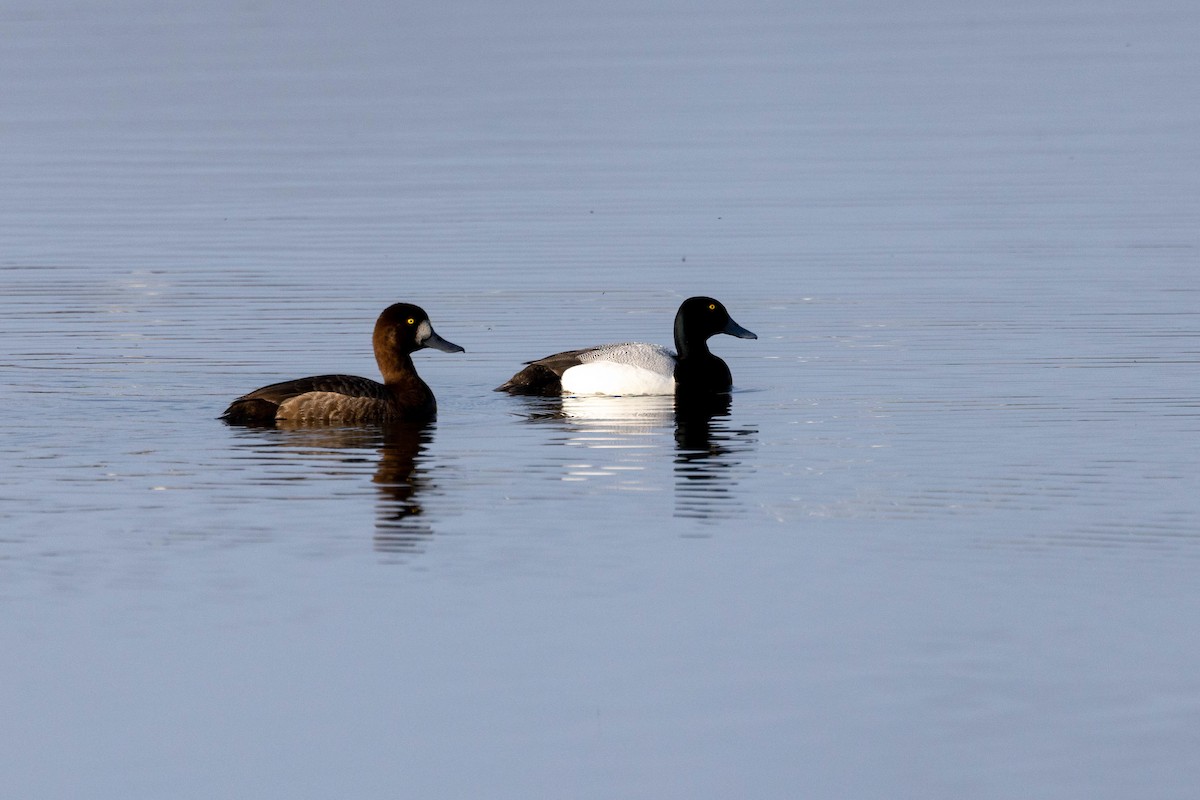 Greater Scaup - ML601162271