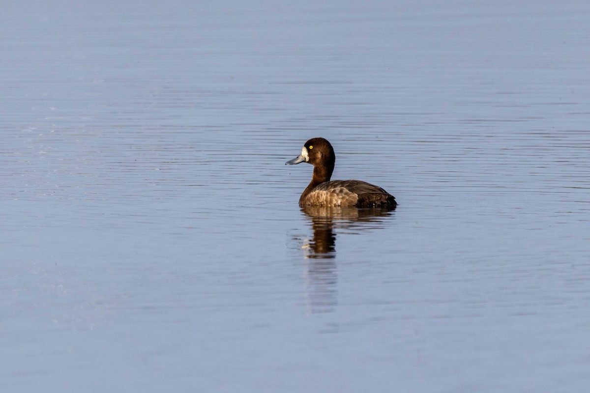 Greater Scaup - ML601162281