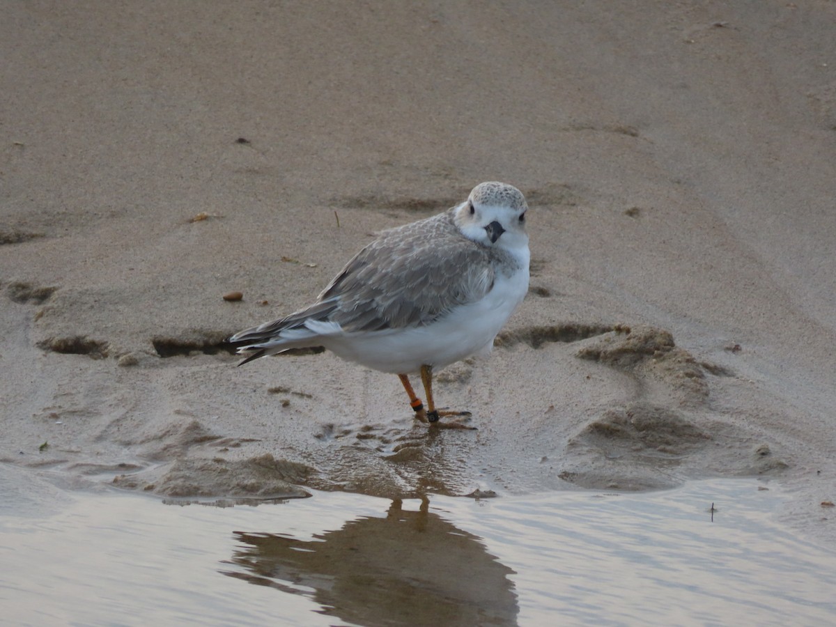 Piping Plover - ML601166481