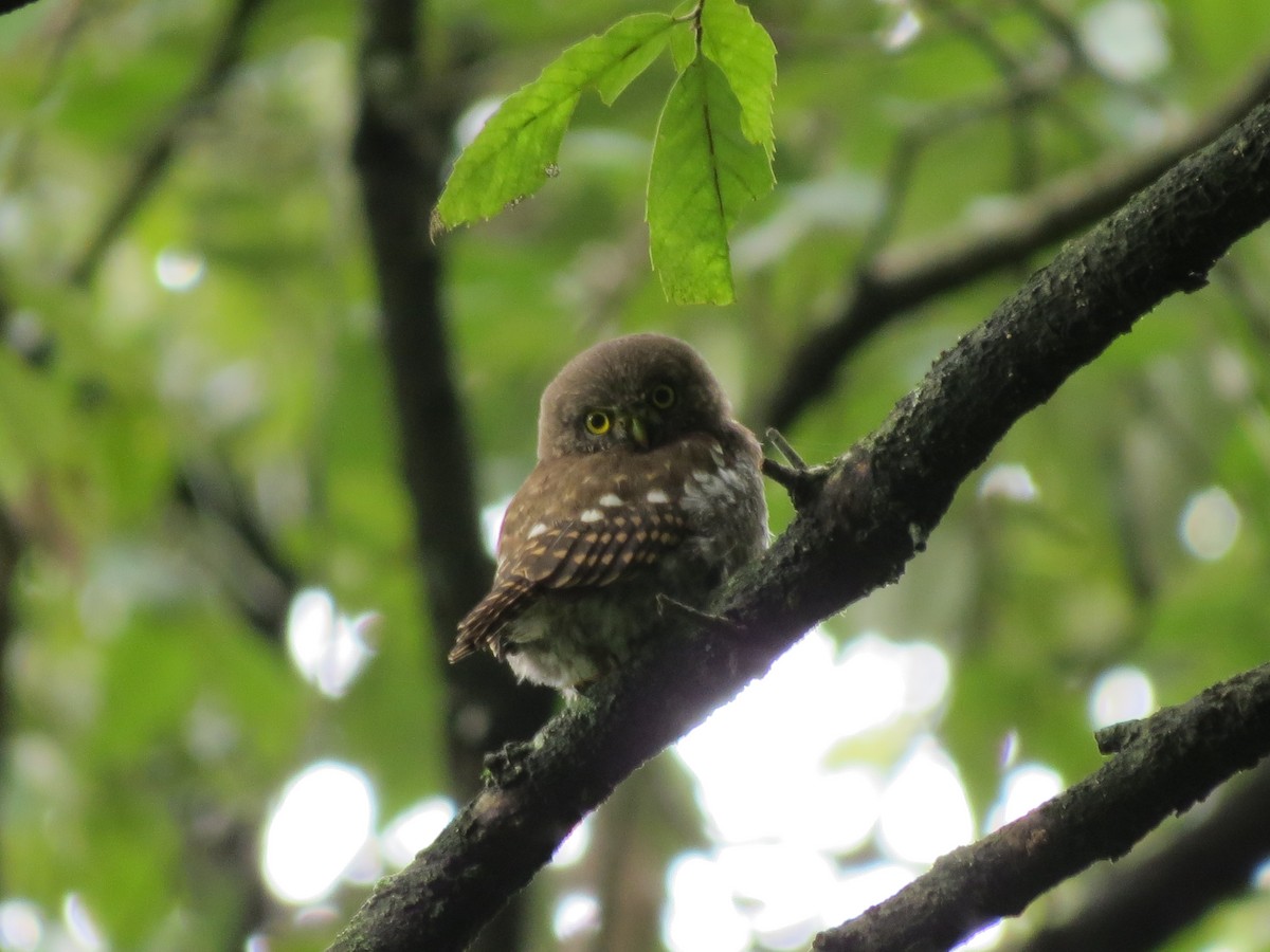 Collared Owlet - ML601166591