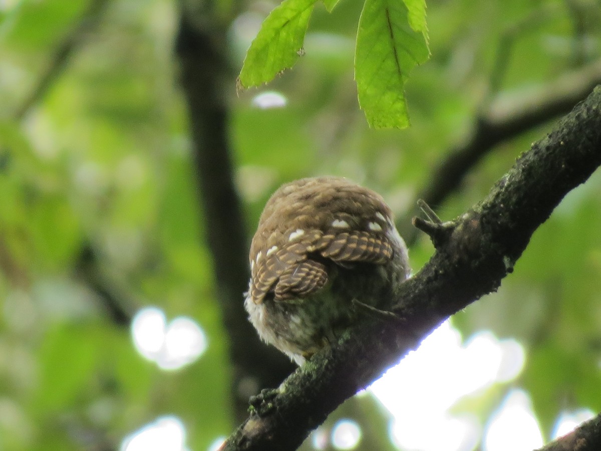 Collared Owlet - ML601166601