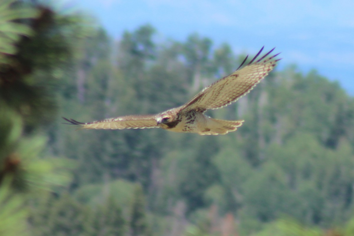 Red-tailed Hawk - ML601169011