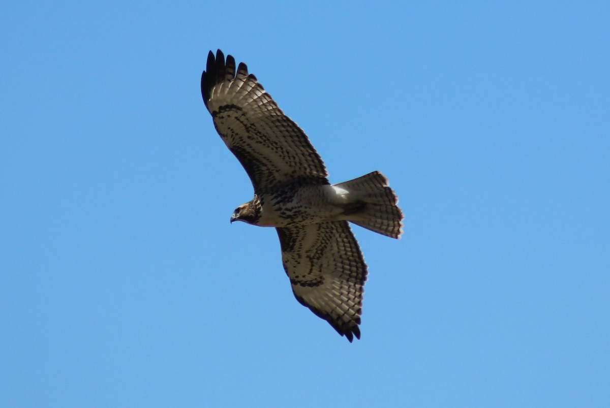 Red-tailed Hawk - ML601169021