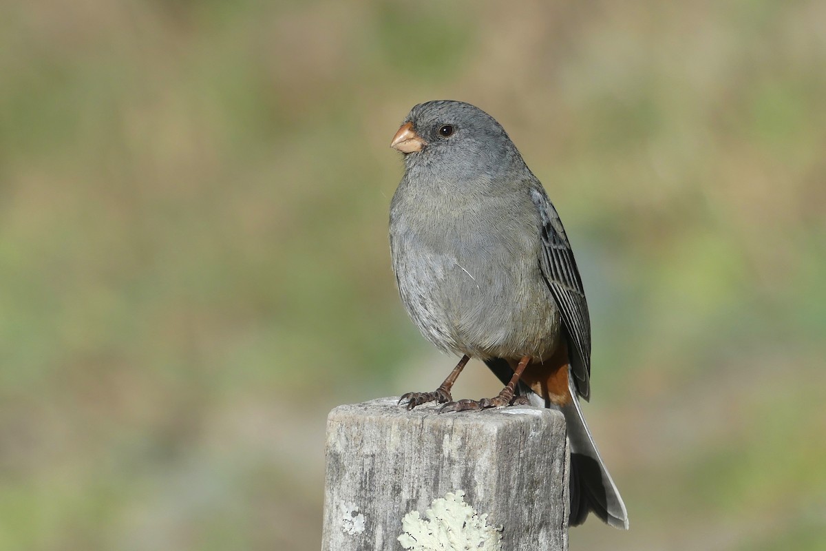 Plain-colored Seedeater - Jorge  Quiroga