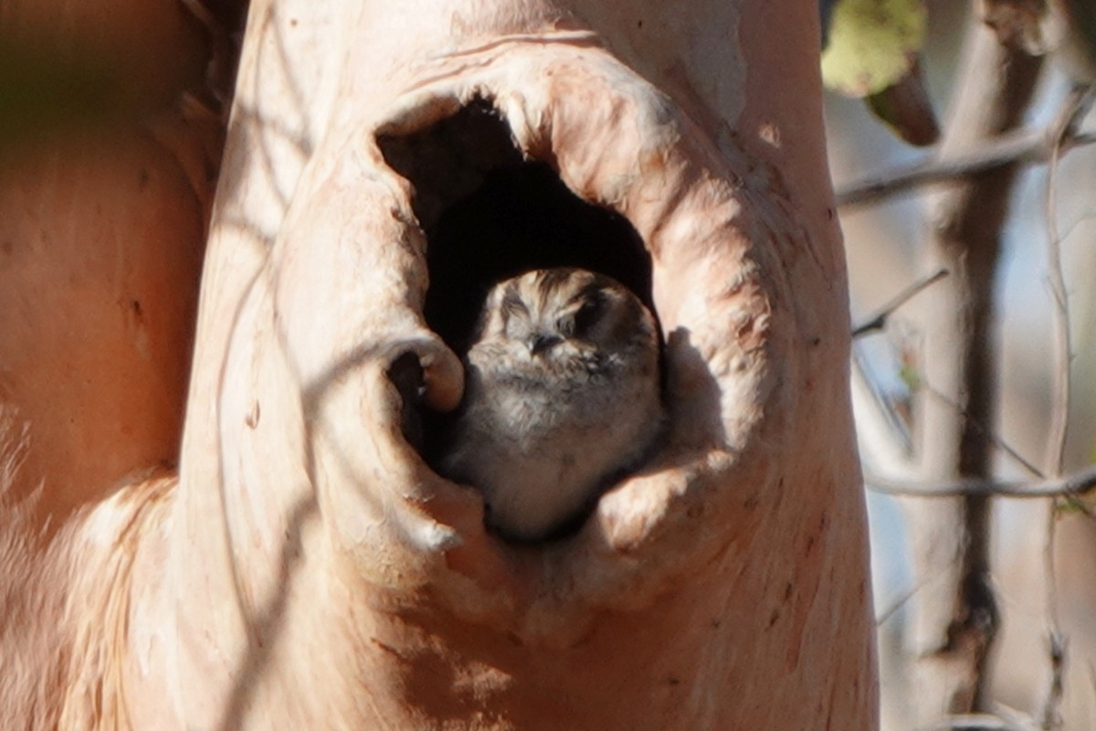Australian Owlet-nightjar - ML601171331