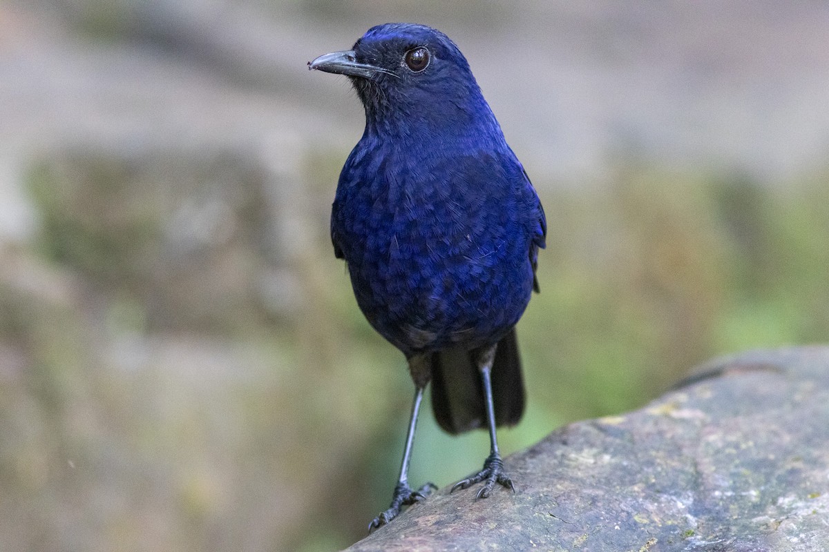 Яванская синяя птица - ML601172981