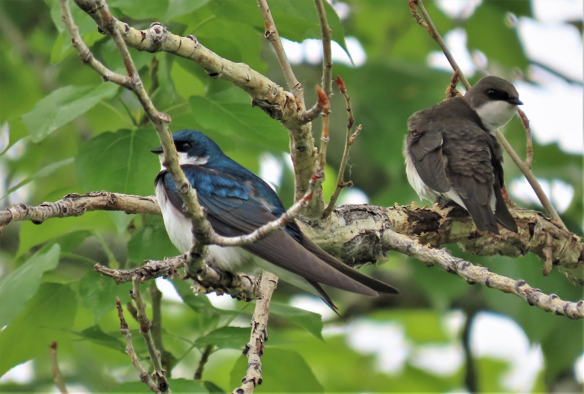 Tree Swallow - Robin Wolcott