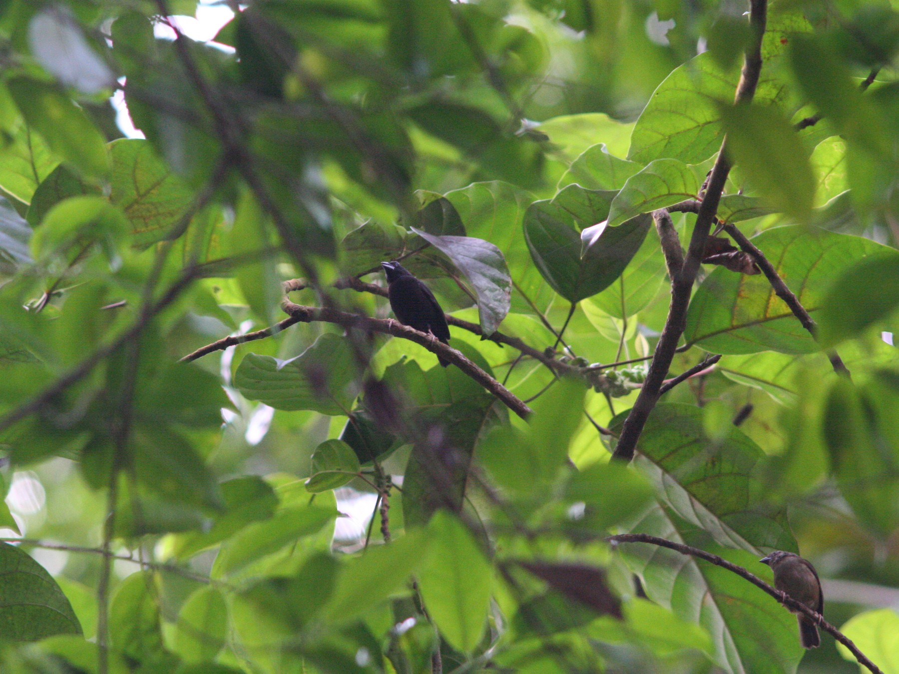 St. Lucia Black Finch - eBird