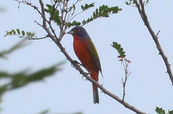 Painted Bunting - ML60117811