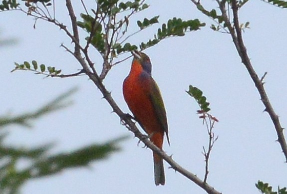Painted Bunting - ML60117821