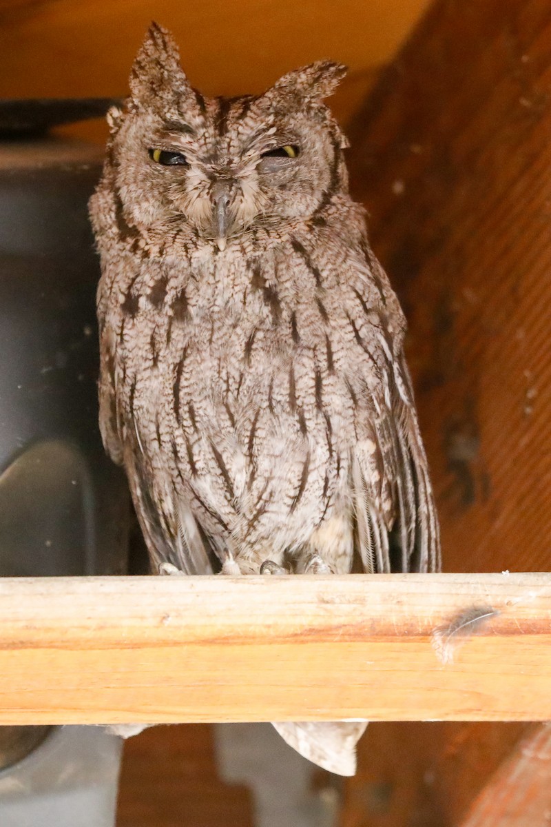 Western Screech-Owl - ML601182281