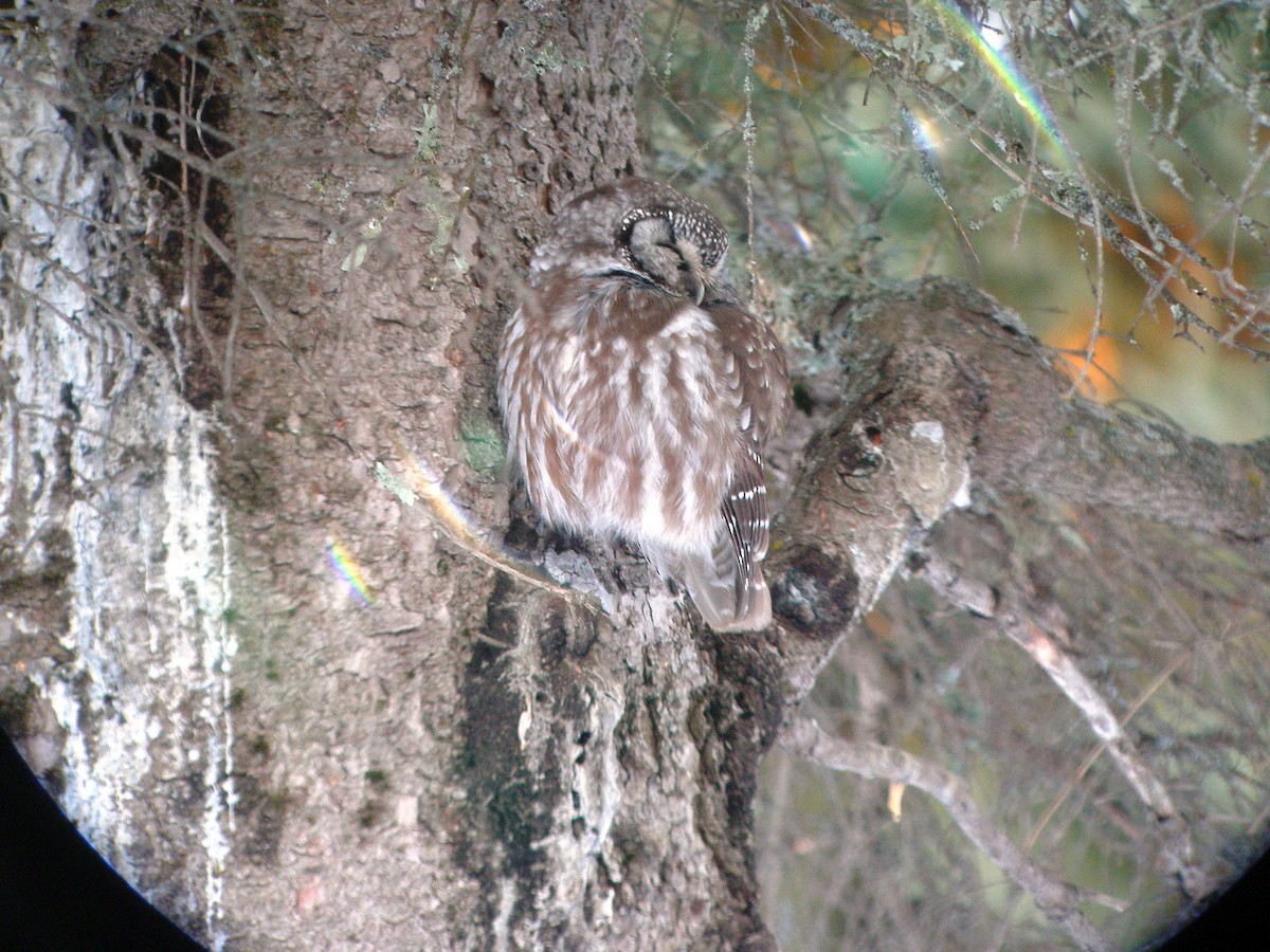 Boreal Owl - ML601183711